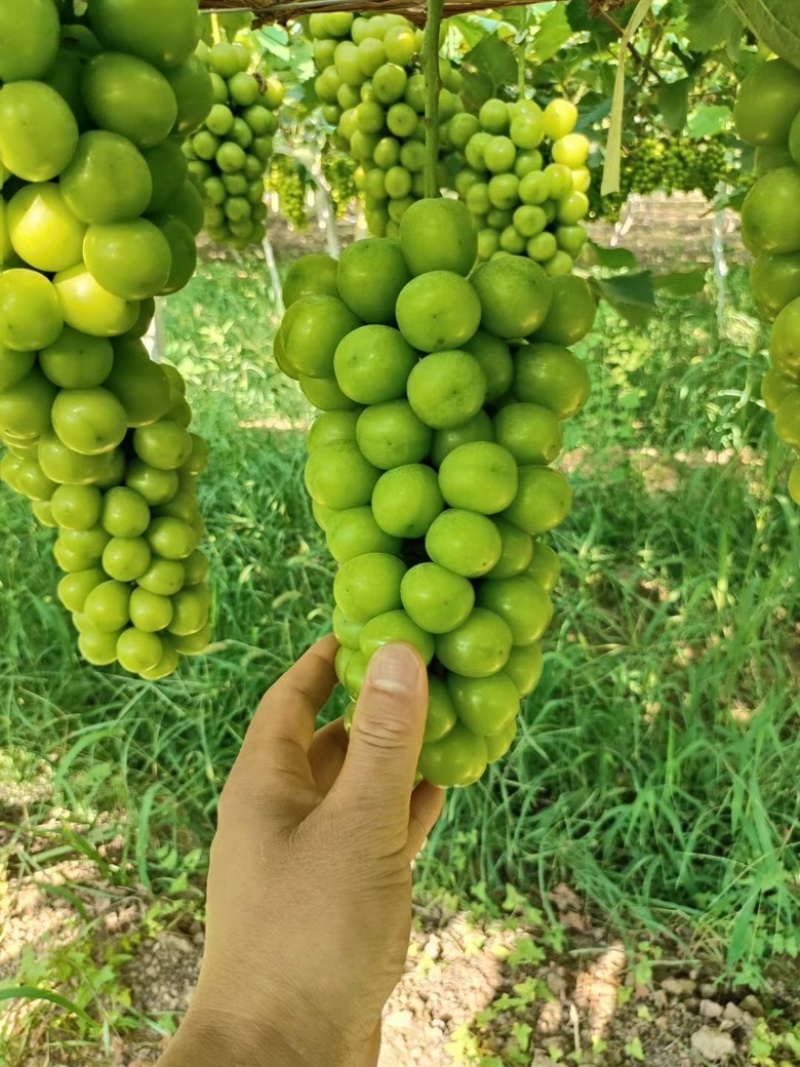 阳光玫瑰，大量供应果肉饱满鲜嫩多汁