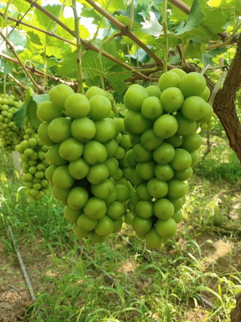 阳光玫瑰，大量供应果肉饱满鲜嫩多汁