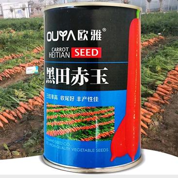 黑田赤玉胡萝卜种子商品性好丰产性佳蔬菜种子100克/罐