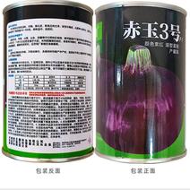 赤玉3号深紫红皮洋葱种子高圆齐整耐储性好抗病产量高