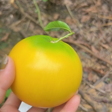 广西黄晶果