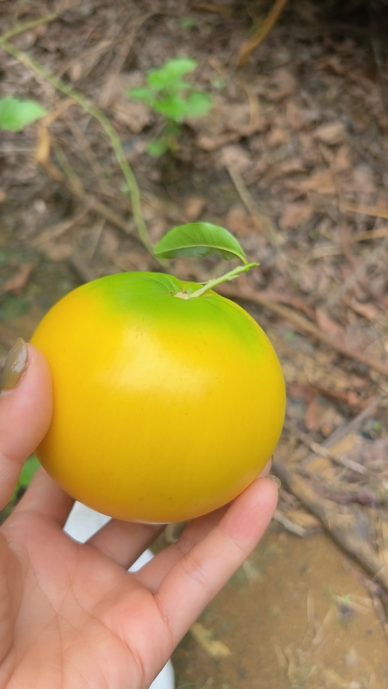 广西黄晶果
