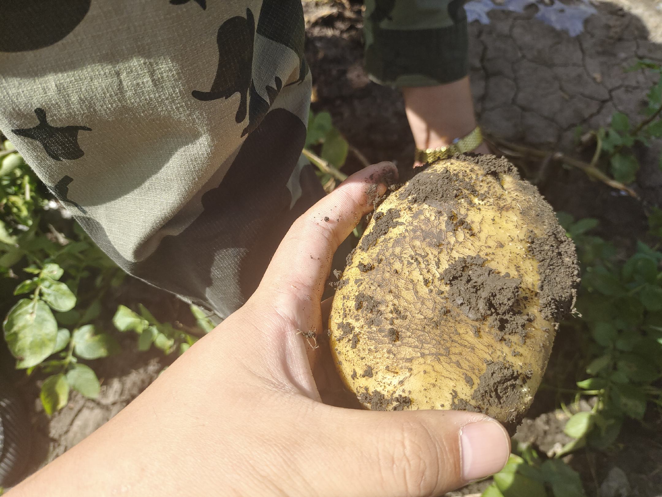 实验室中对土壤样本进行除草剂残留检测 除草剂在土壤中的残留检测实验