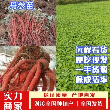 丹参苗子丹参种苗改良丹苗基地直发提供技术指导