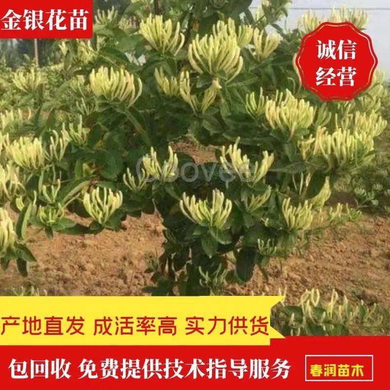 新品种金银花苗，四季金银花苗高产量，高药效死苗补发