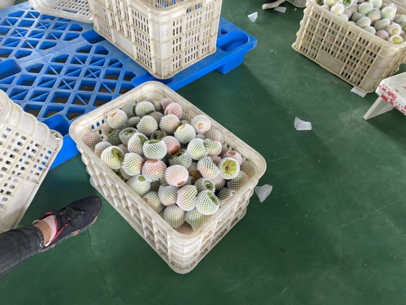 盘锦碱地柿子