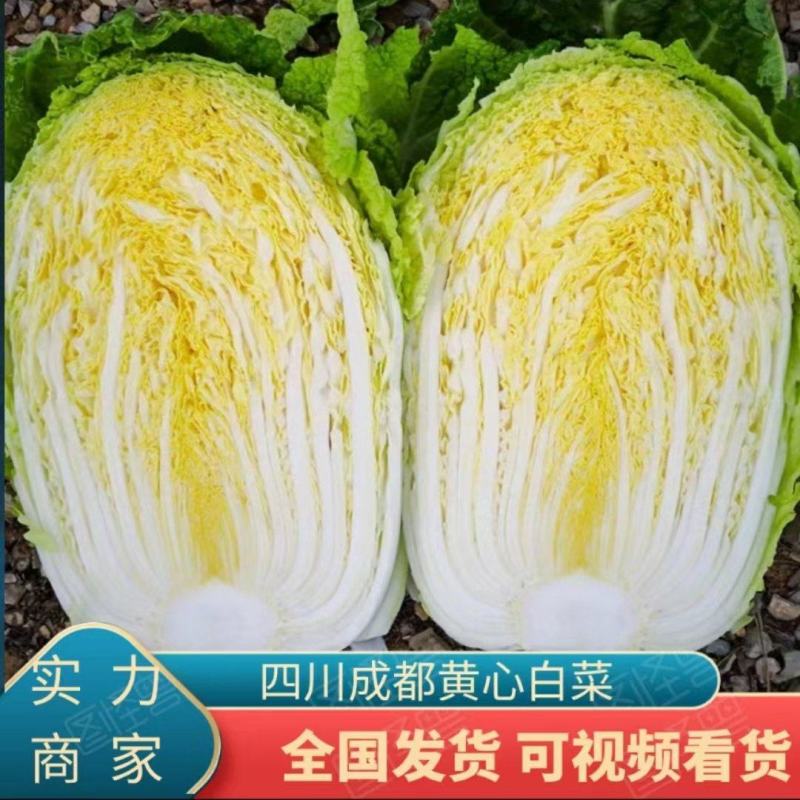 【代发全国】精品黄心大白菜无病无虫眼货大量上市