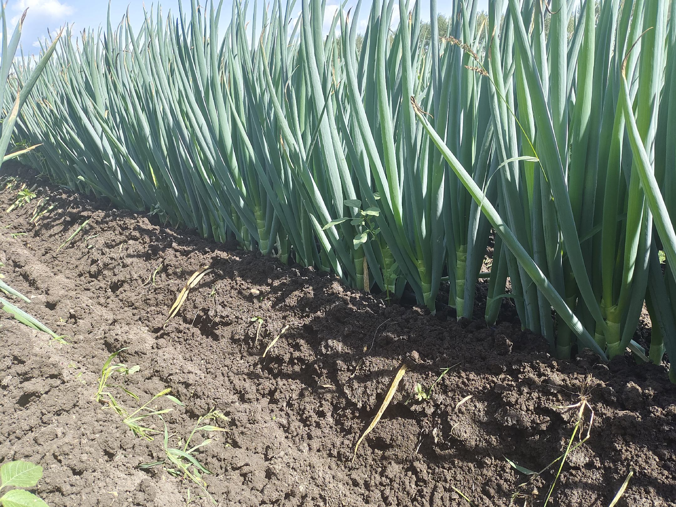 日本钢葱田间生长实景图,展示葱株挺拔、叶片翠绿的健康生长状态 日本钢葱田间生长实景图