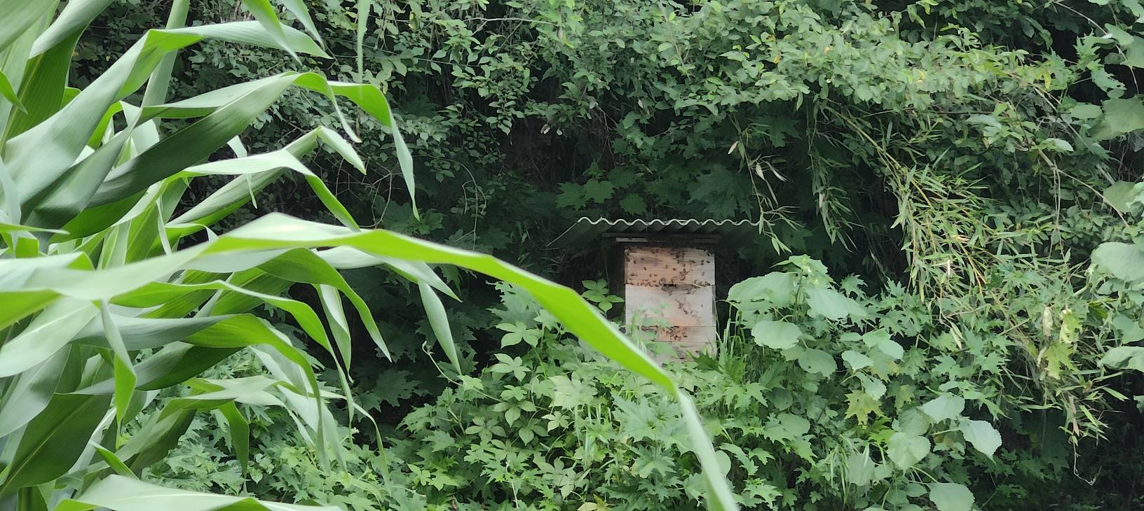 蜜蜂在花间采集花蜜,制作蜂蜜的过程 蜂蜜采集过程