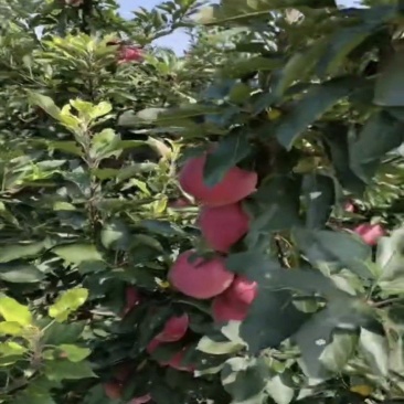 苹果