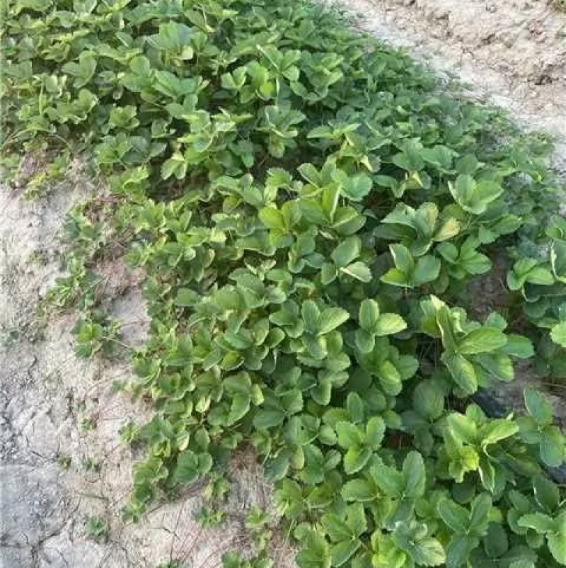 大叶红颜草莓苗矮壮四叶一心高山育苗红颜99草莓苗