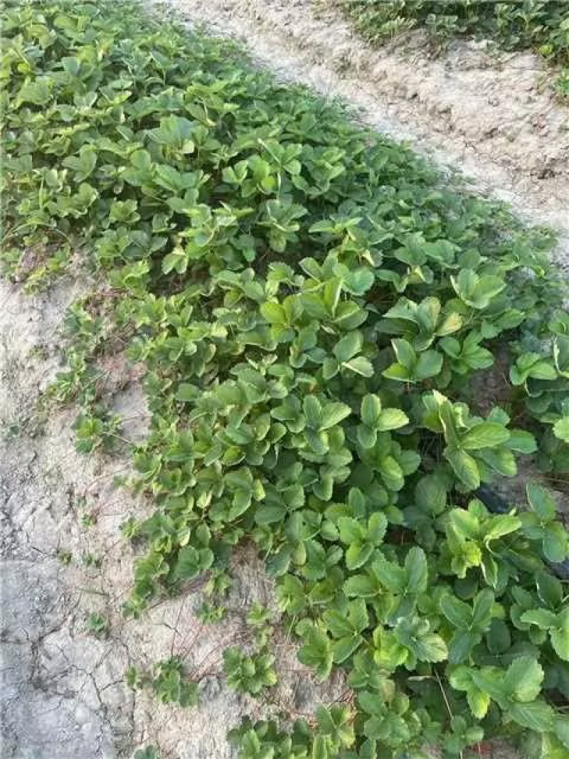 大叶红颜草莓苗矮壮四叶一心高山育苗红颜99草莓苗