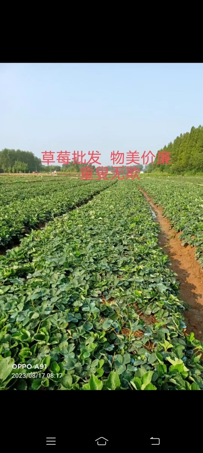 大叶红颜草莓苗矮壮四叶一心高山育苗红颜99草莓苗