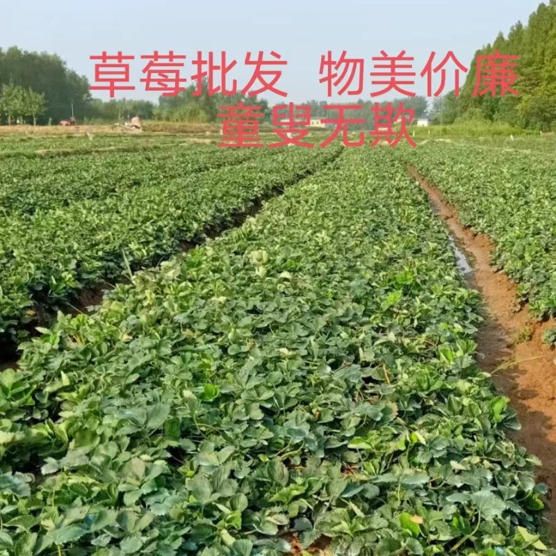 大叶红颜草莓苗矮壮四叶一心高山育苗红颜99草莓苗