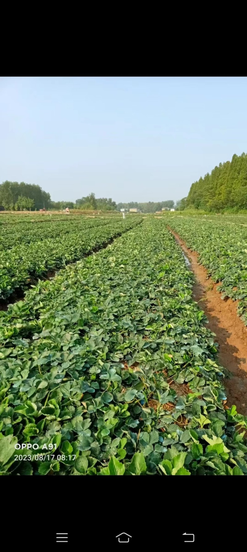 大叶红颜草莓苗矮壮四叶一心高山育苗红颜99草莓苗