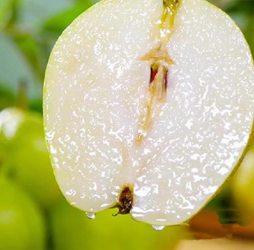 雪花梨切片展示果肉