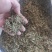 蛇莓干货量大从优干货无杂质欢迎选购！