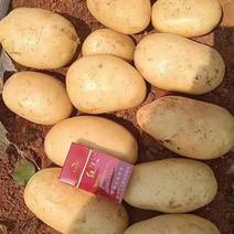 甘肃黄皮黄心土豆，规格齐全，质量三包可视频欢迎来电