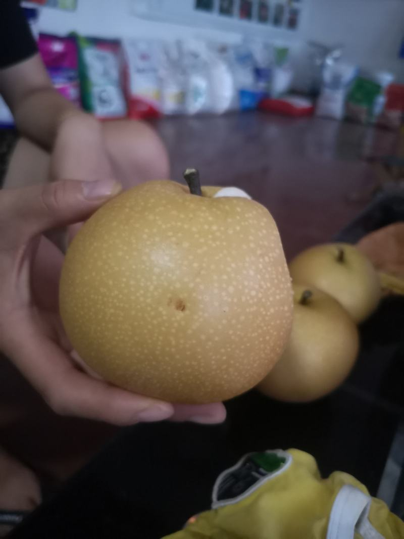 大量轻微冰雹伤果，秋月，新高