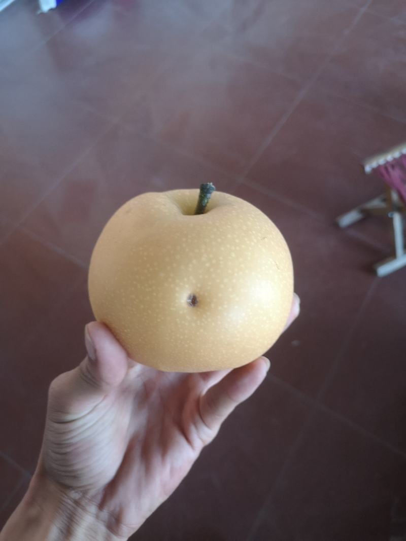 大量轻微冰雹伤果，秋月，新高