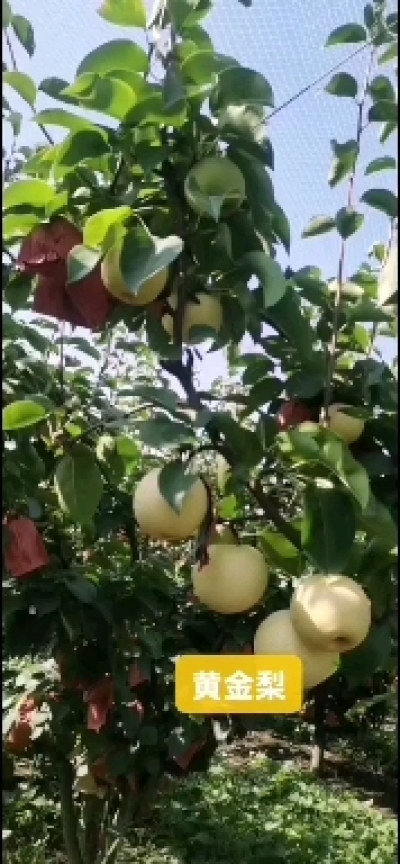 黄金梨三成棉皇冠梨！秋月梨！！！；！iiii！！！！！