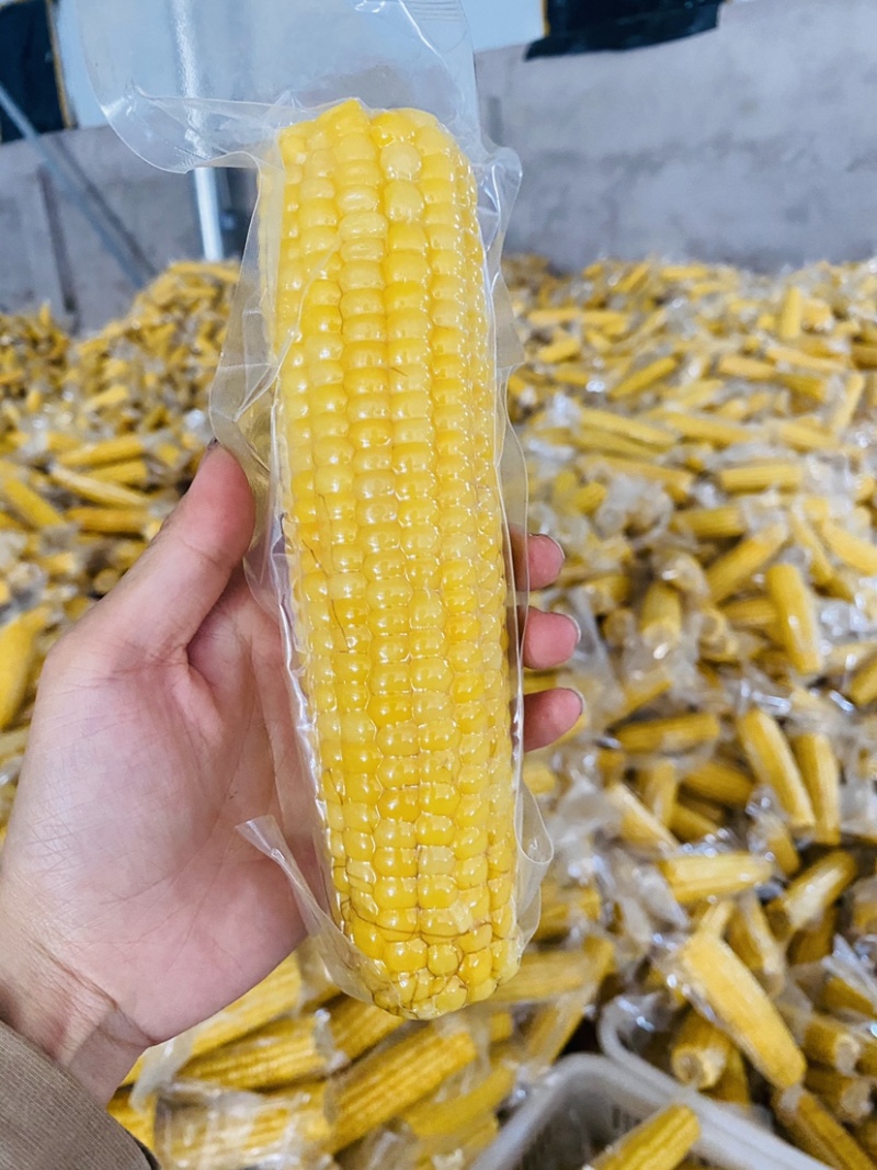 真空包装黄糯玉米黄玉米黑玉米白玉米整车发货一件代发