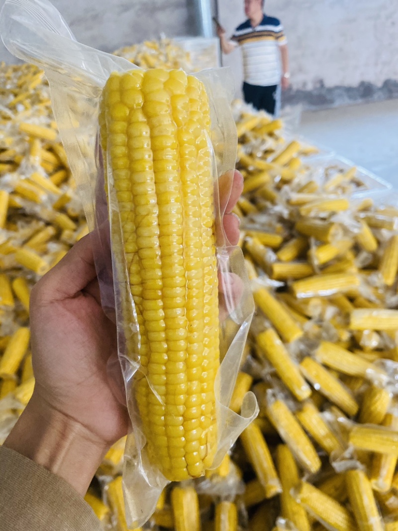 真空包装黄糯玉米黄玉米黑玉米白玉米整车发货一件代发