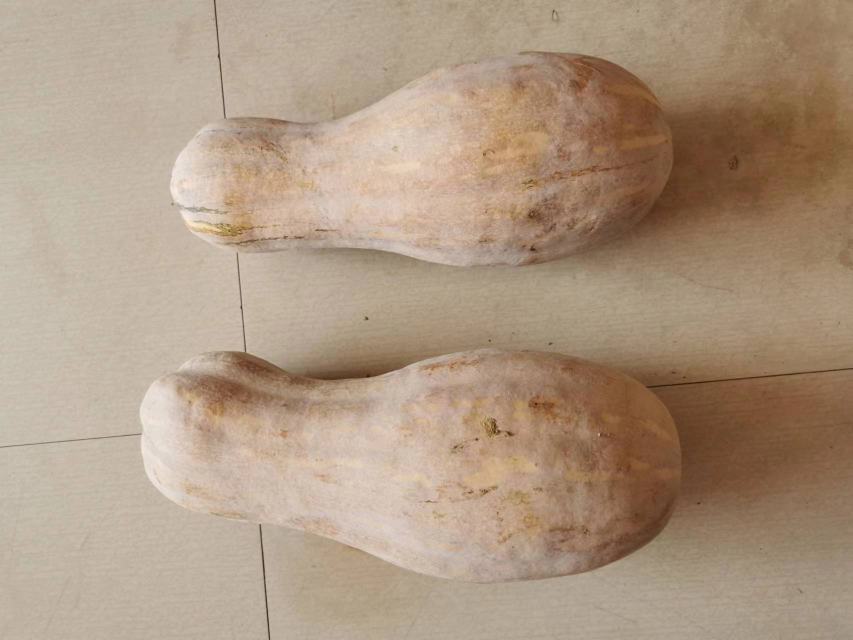 蜜本南瓜切开后的内部结构展示图