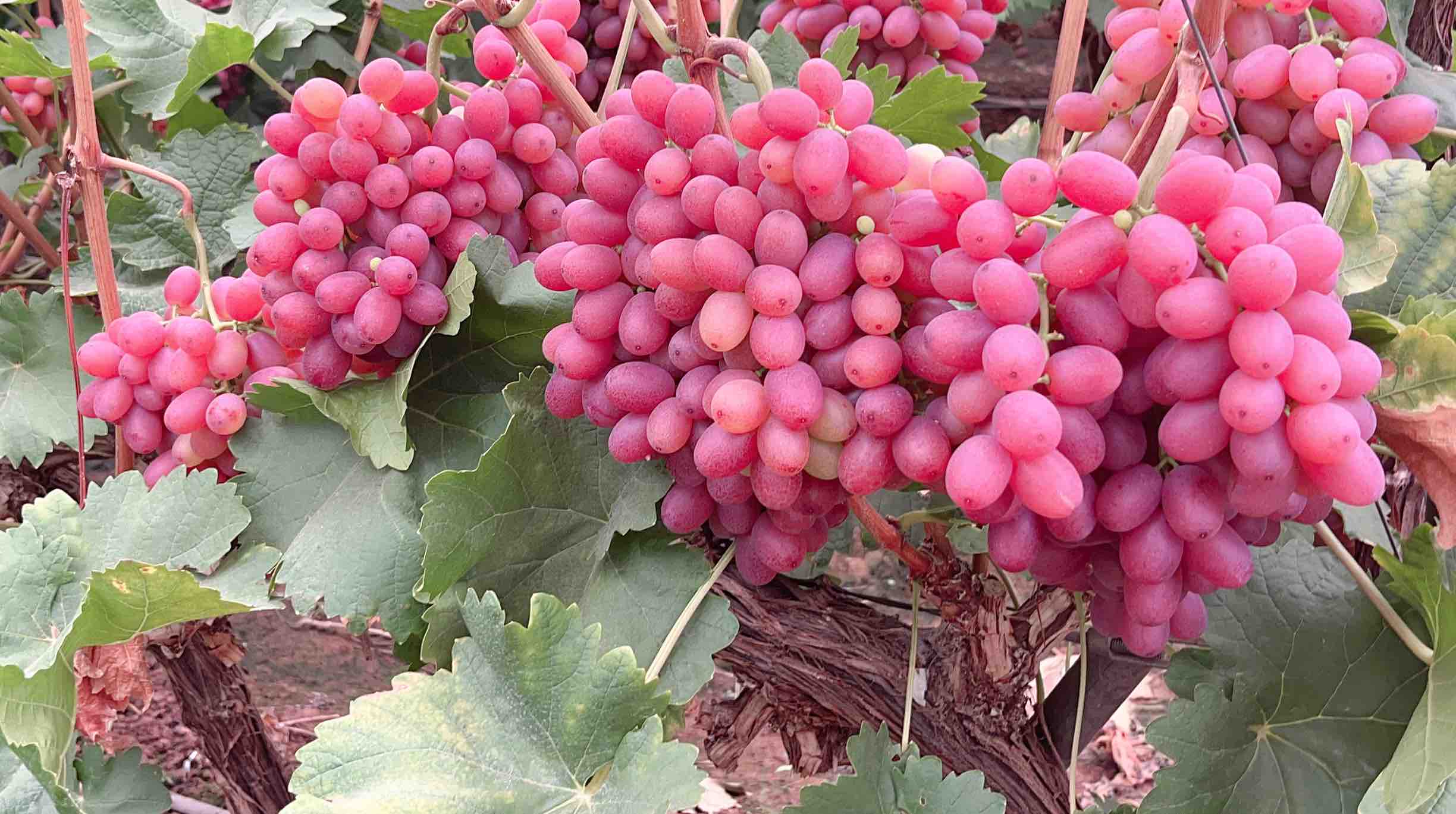 不同葡萄品种营养对比图