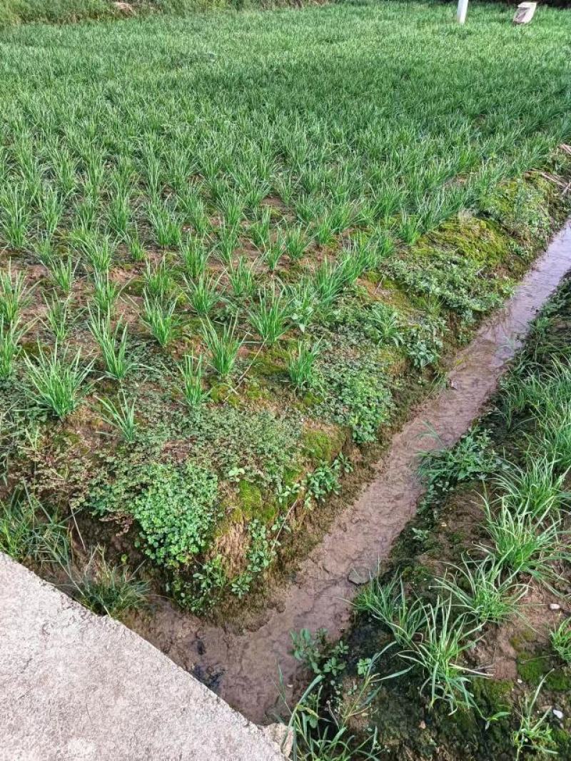 贵州黔西韭菜大量供应新鲜采割产地直发保质保量对接全国客商