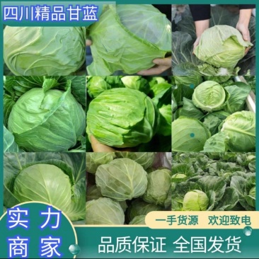【牛商优选】精品甘蓝产地批发品质保证一手货源价格实