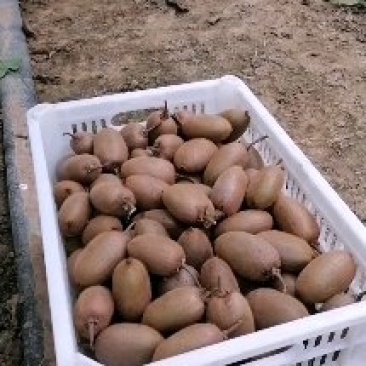 翠香猕猴桃