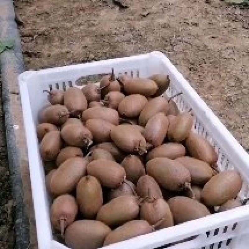 翠香猕猴桃