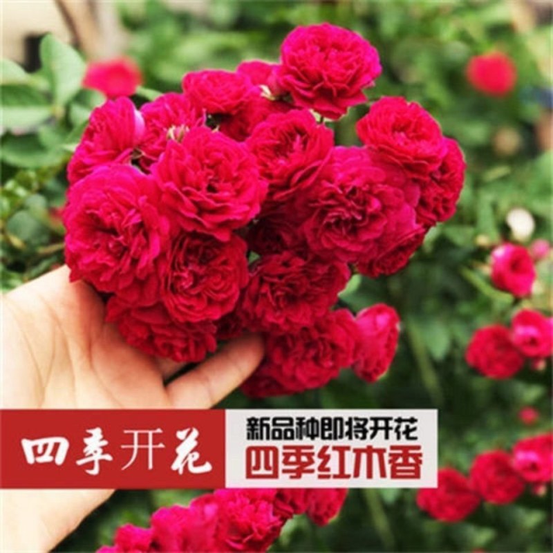 木香苗庭院花卉甜蜜红木香花苗盆栽带花