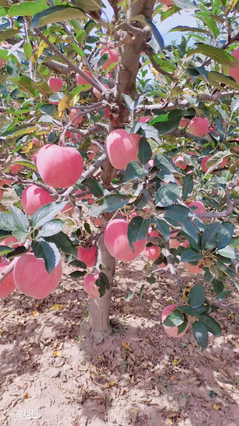 甘肃天水套袋红苹果/花牛苹果大量上市产地一手货源需要联系