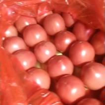 【西红柿】番茄精品西红柿货源充足保质保量欢迎