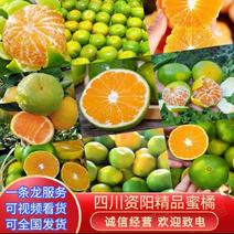 四川资阳柑桔蜜橘产地直发一手货源对接各大批发商