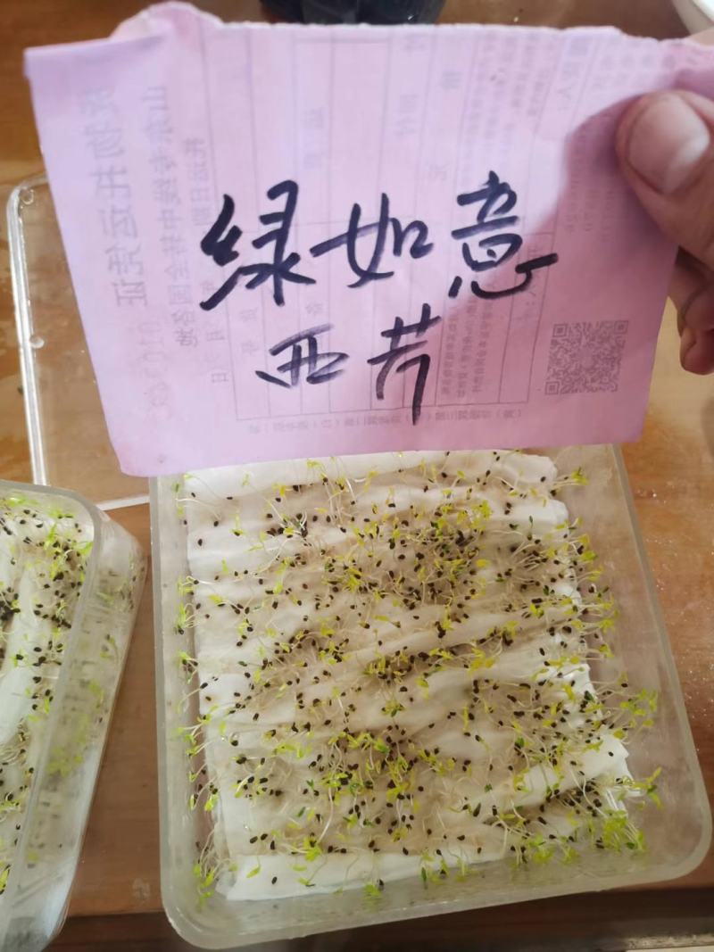 绿如意芹菜种子西芹种子杂交选育高产耐低温芹菜种子基地专用
