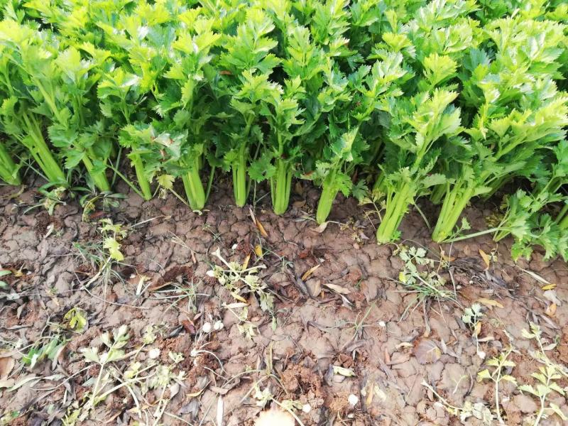 绿如意芹菜种子西芹种子杂交选育高产耐低温芹菜种子基地专用