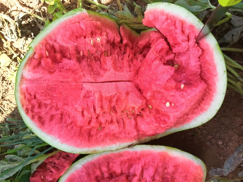 金花一号
