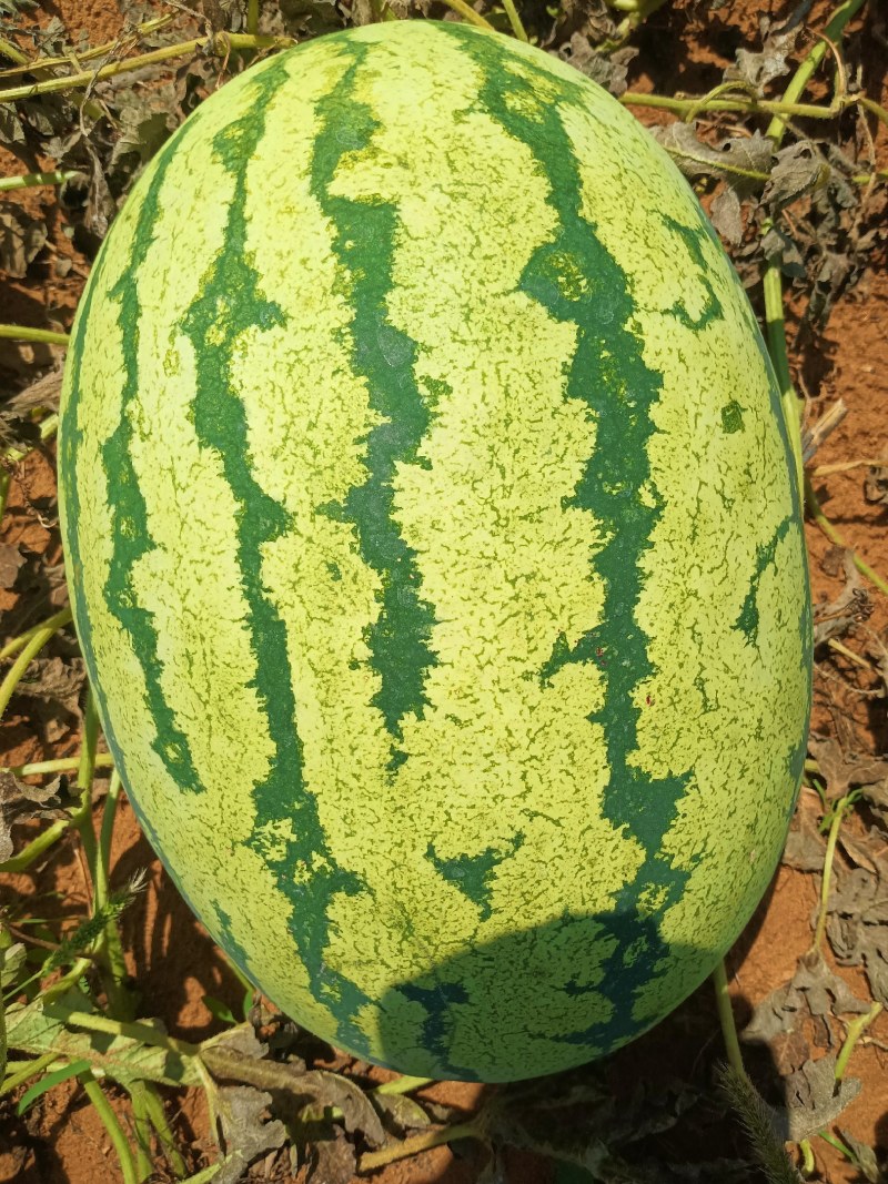 金花一号