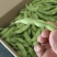 安徽绿宝石毛豆大量上货颗颗饱满可视频看货欢迎咨询