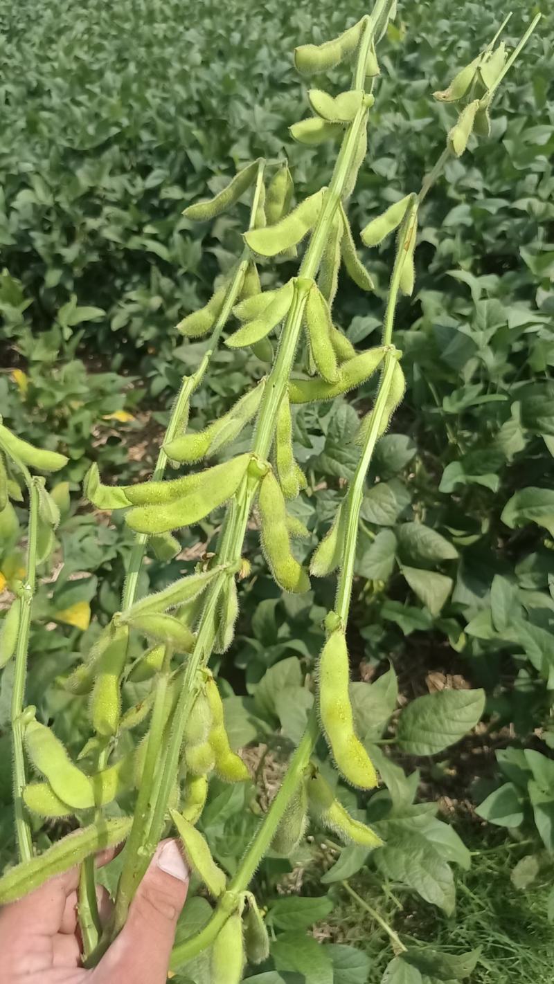 安徽绿宝石毛豆大量上货颗颗饱满可视频看货欢迎咨询