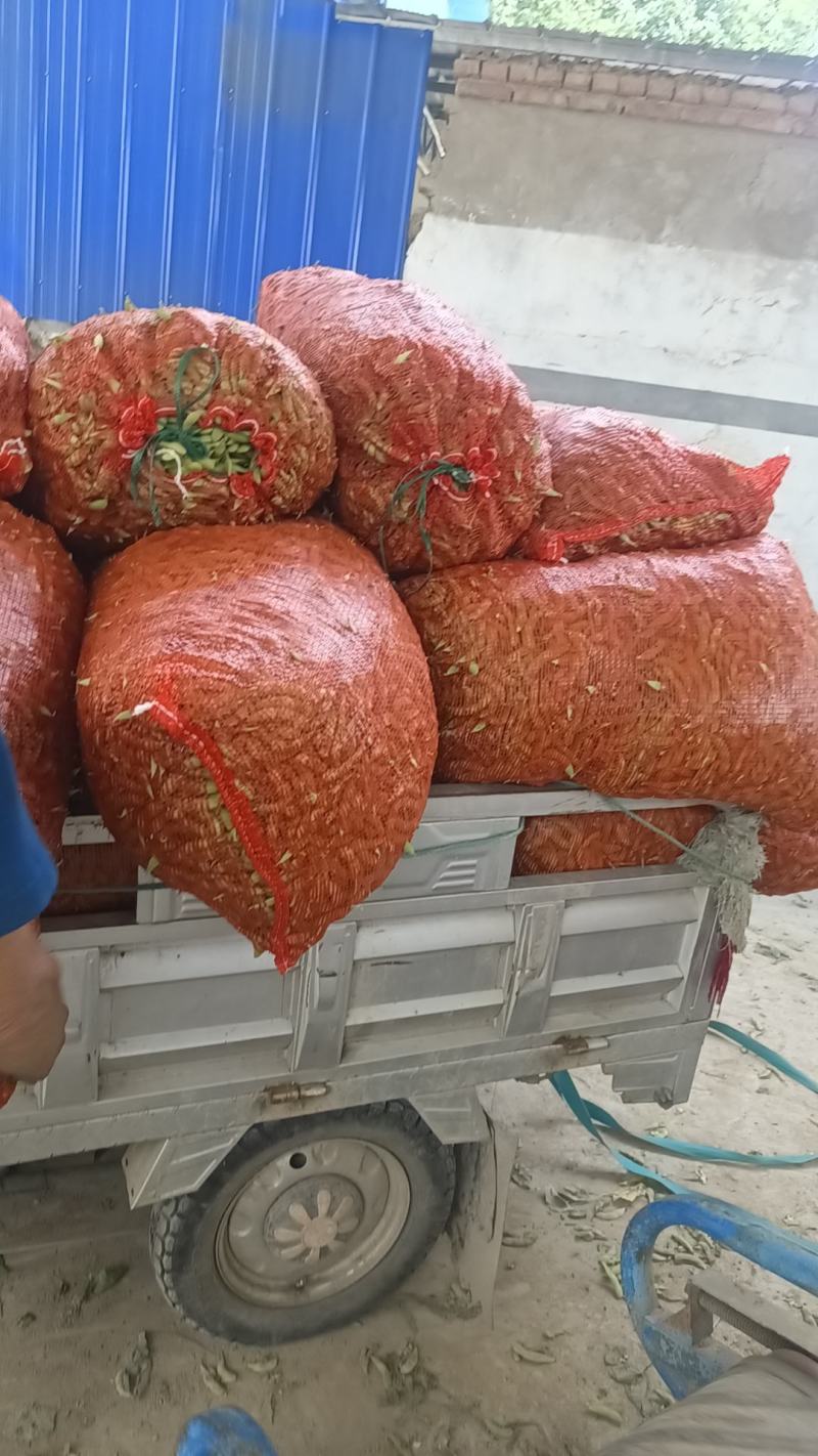 安徽绿宝石毛豆大量上货颗颗饱满可视频看货欢迎咨询