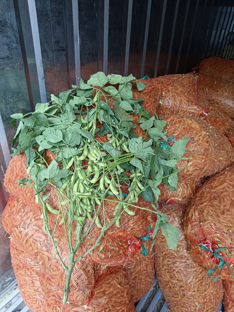 安徽绿宝石毛豆大量上货颗颗饱满可视频看货欢迎咨询