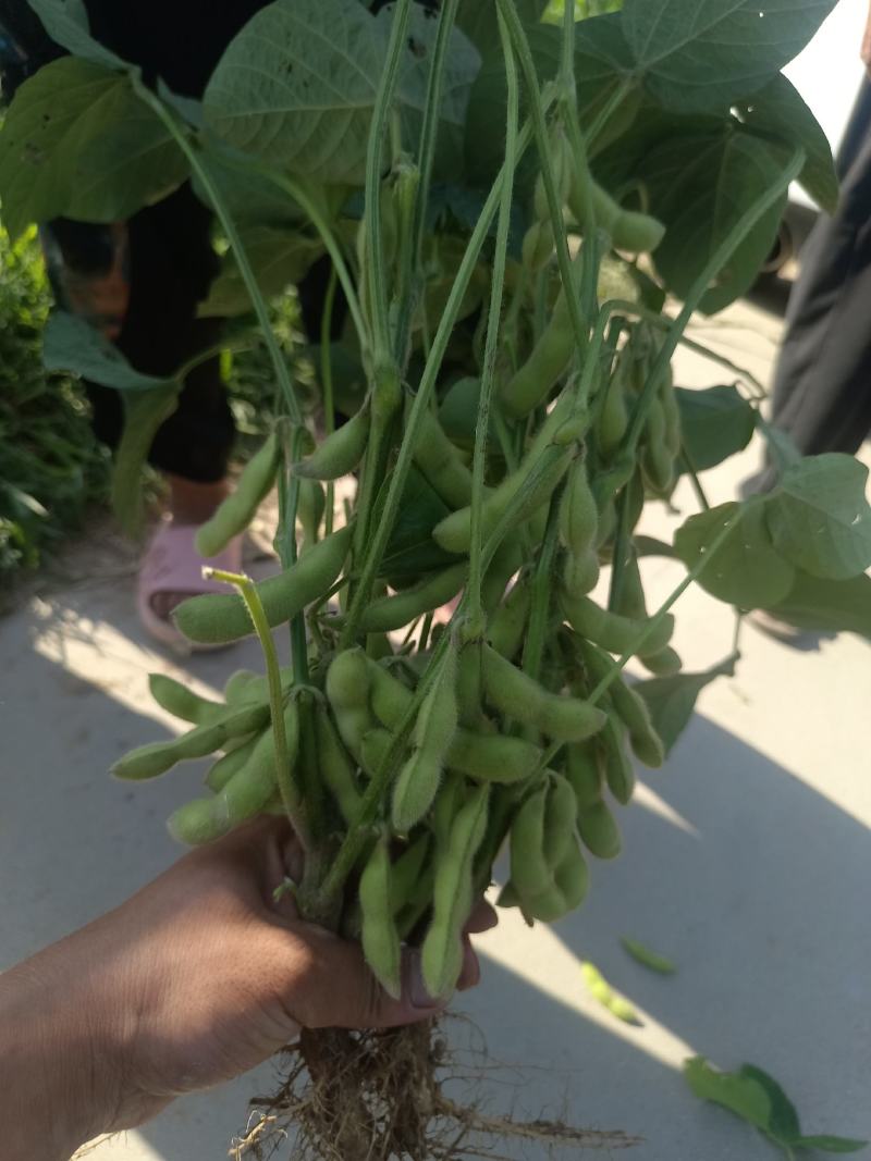 安徽绿宝石毛豆大量上货颗颗饱满可视频看货欢迎咨询