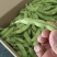 安徽绿宝石毛豆大量上货颗颗饱满可视频看货欢迎咨询