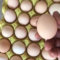 安徽鸡蛋土鸡蛋粉蛋养殖场直供360枚30-36斤