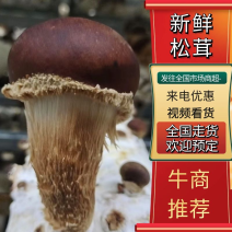 【优质】现有新鲜生态松茸产地直发保质保量欢迎订购