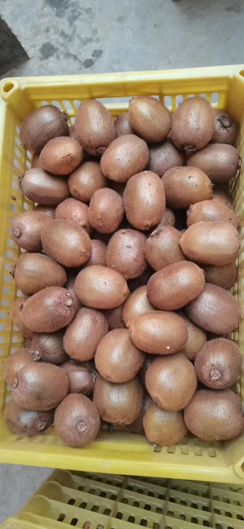 眉县徐香猕猴桃货源充足量大从优质量保证欢迎咨询